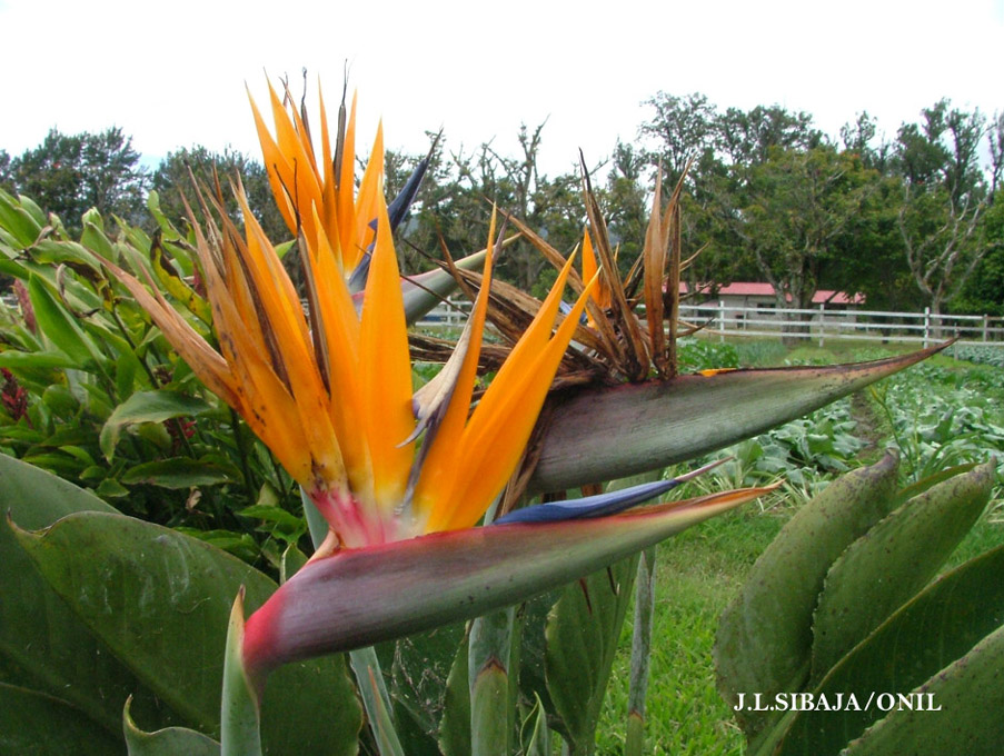 Foto de Alajuela, Costa Rica