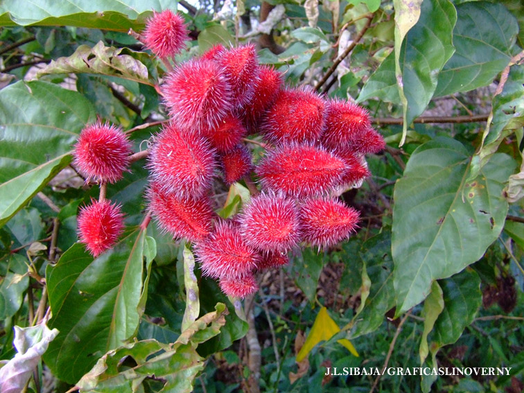 Foto de Alajuela, Costa Rica