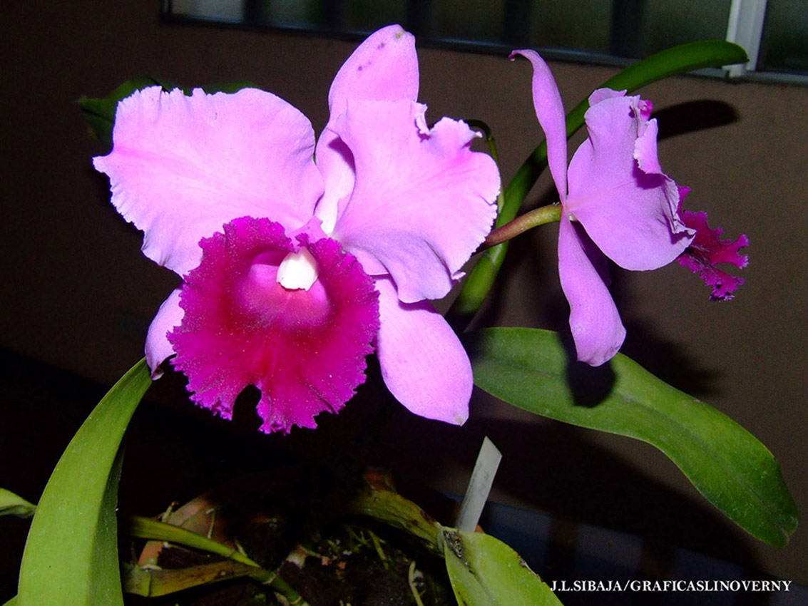 Foto de Alajuela, Costa Rica