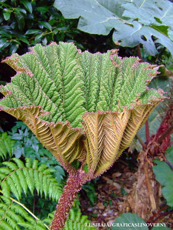 Foto de Alajuela, Costa Rica