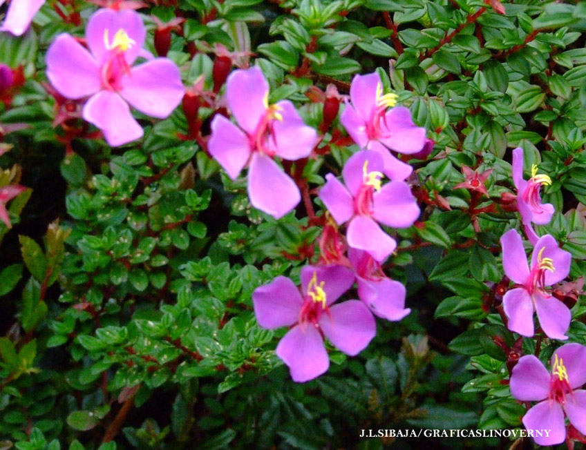 Foto de Alajuela, Costa Rica