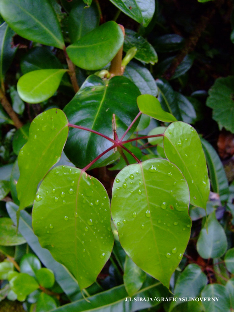 Foto de Alajuela, Costa Rica