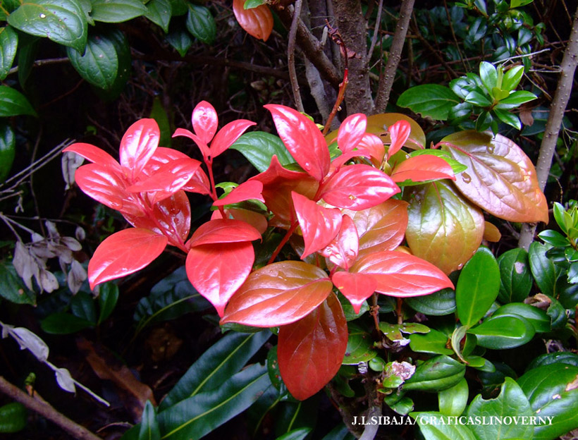 Foto de Alajuela, Costa Rica