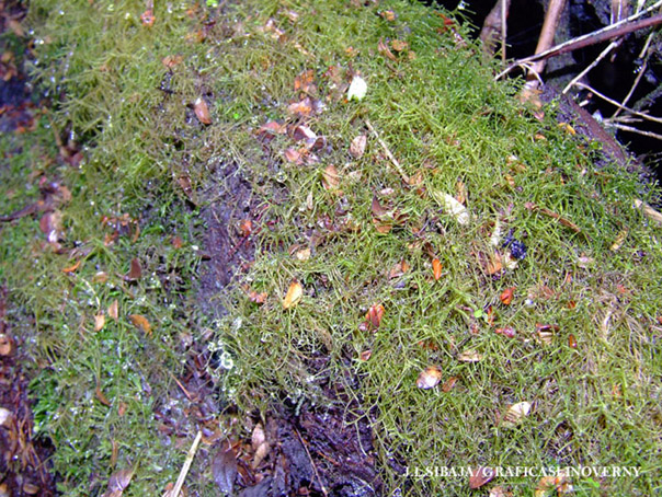 Foto de Alajuela, Costa Rica