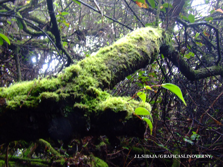 Foto de Alajuela, Costa Rica