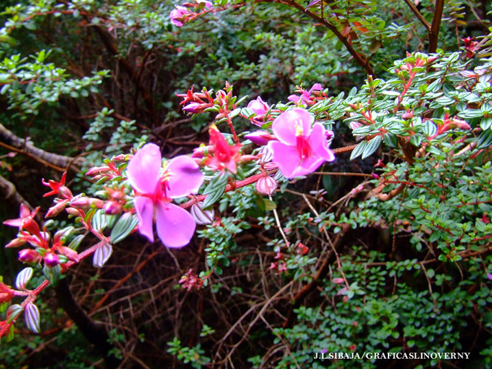 Foto de Alajuela, Costa Rica