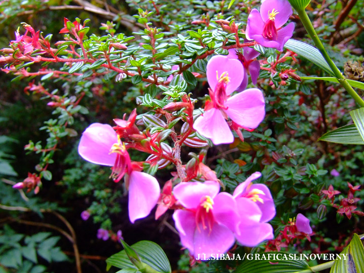 Foto de Alajuela, Costa Rica