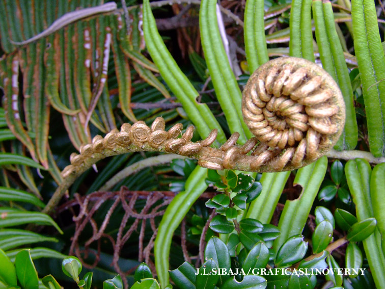 Foto de Alajuela, Costa Rica