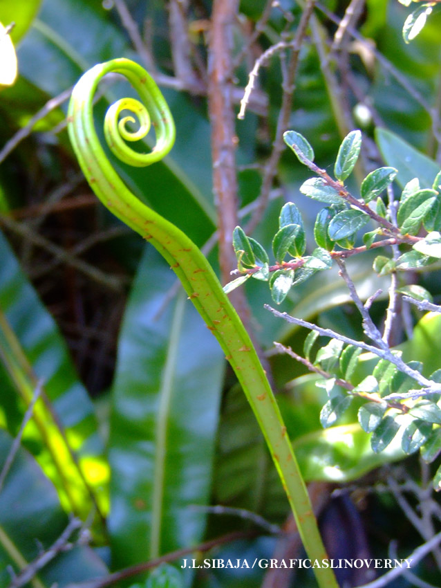 Foto de Alajuela, Costa Rica