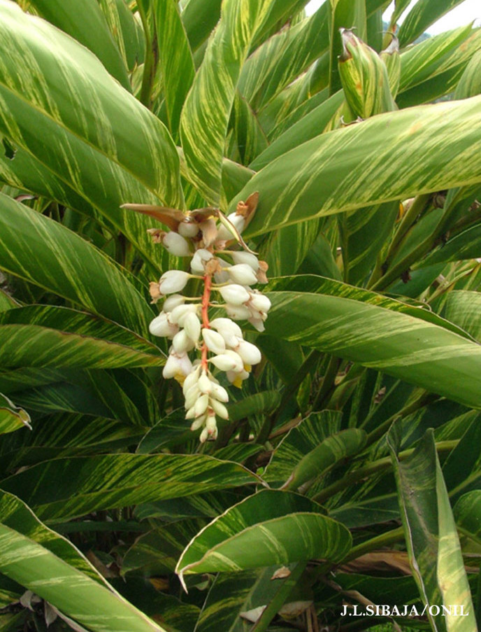 Foto de Alajuela, Costa Rica