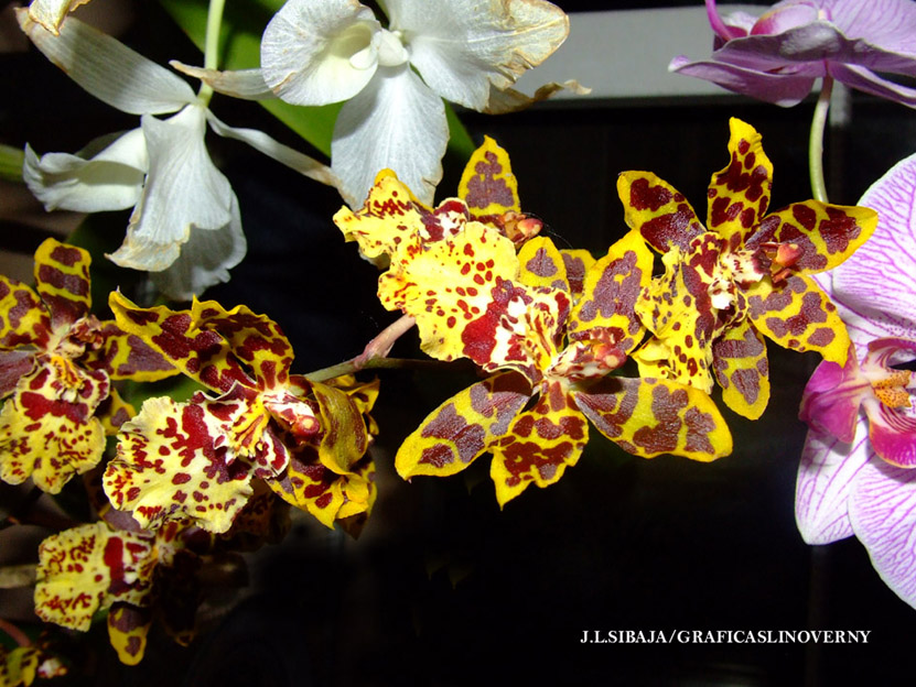 Foto de Alajuela, Costa Rica