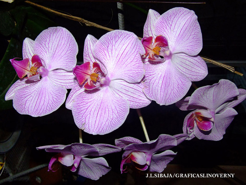 Foto de Alajuela, Costa Rica