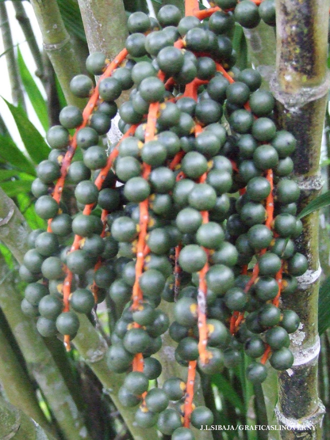 Foto de Alajuela, Costa Rica