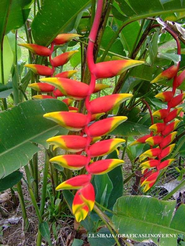 Foto de Alajuela, Costa Rica