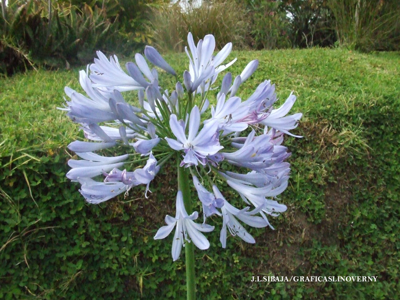 Foto de Alajuela, Costa Rica