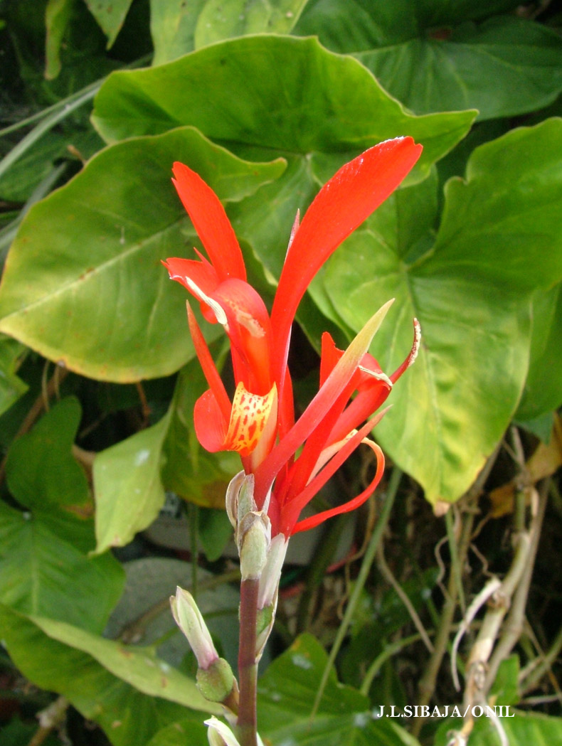 Foto de Alajuela, Costa Rica