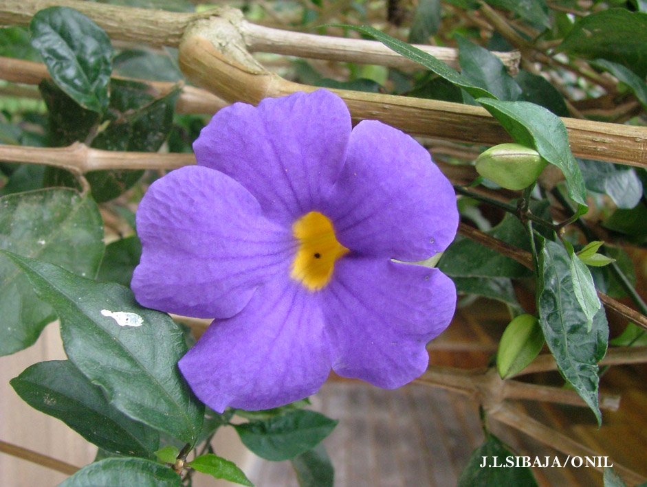 Foto de Alajuela, Costa Rica