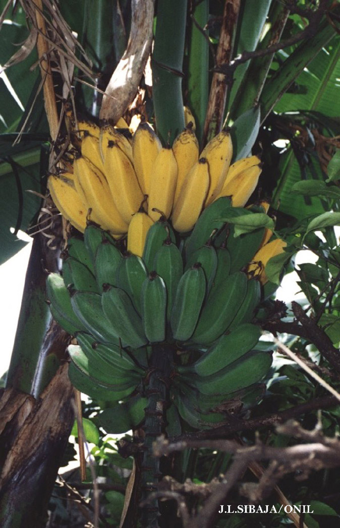 Foto de Alajuela, Costa Rica