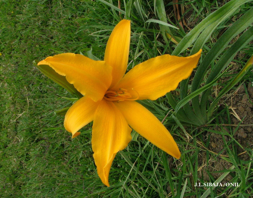 Foto de Alajuela, Costa Rica