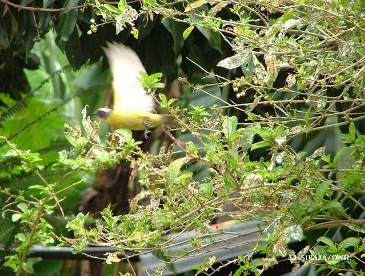 Foto de Alajuela, Costa Rica
