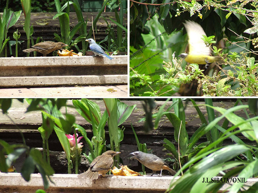 Foto de Alajuela, Costa Rica