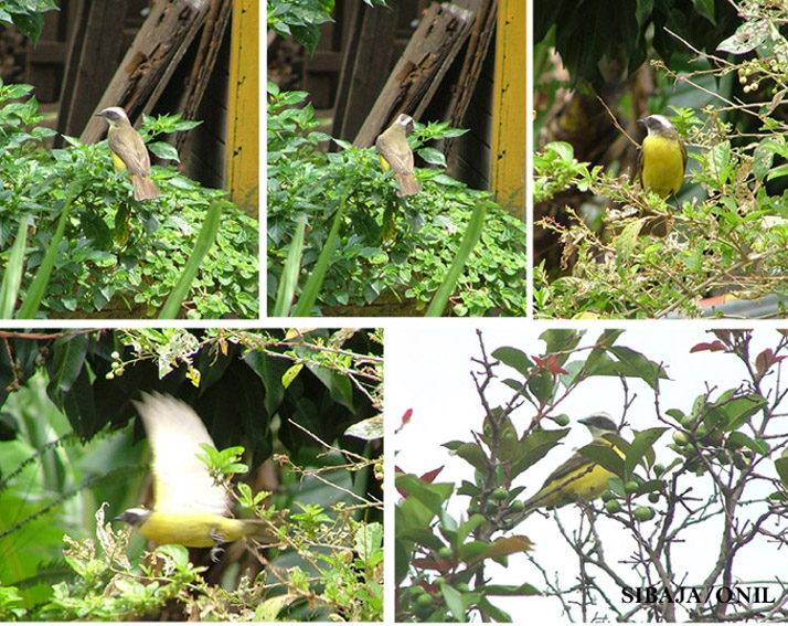 Foto de Alajuela, Costa Rica