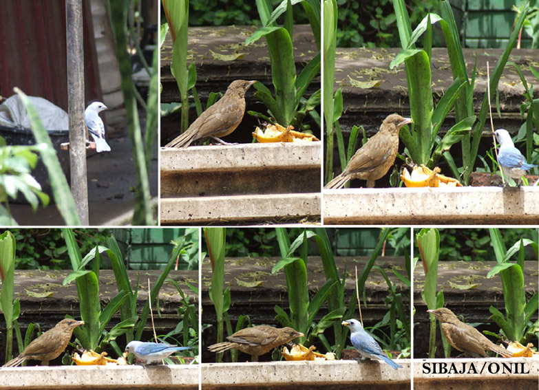 Foto de Alajuela, Costa Rica