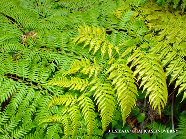 Foto de Alajuela, Costa Rica