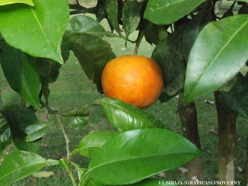 Foto de Alajuela, Costa Rica
