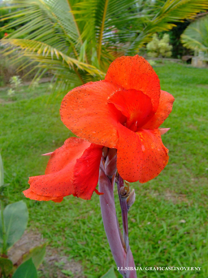 Foto de Alajuela, Costa Rica