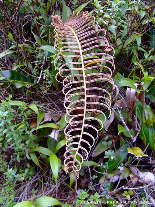 Foto de Alajuela, Costa Rica