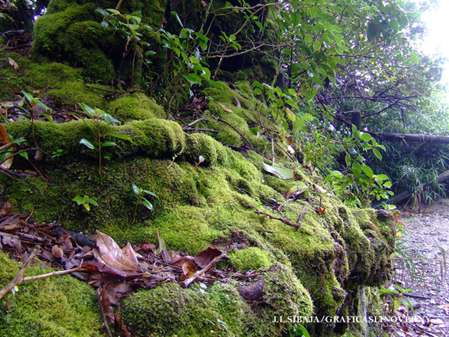 Foto de Alajuela, Costa Rica