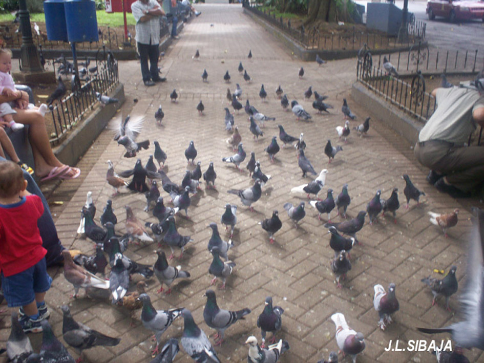 Foto: PALOMAS - Alajuela, Costa Rica