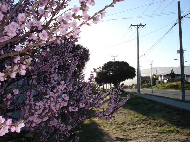 Foto de Los Vilos (Coquimbo), Chile