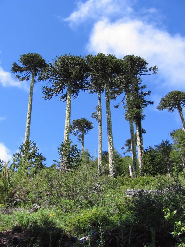 Foto de Araucania, Chile