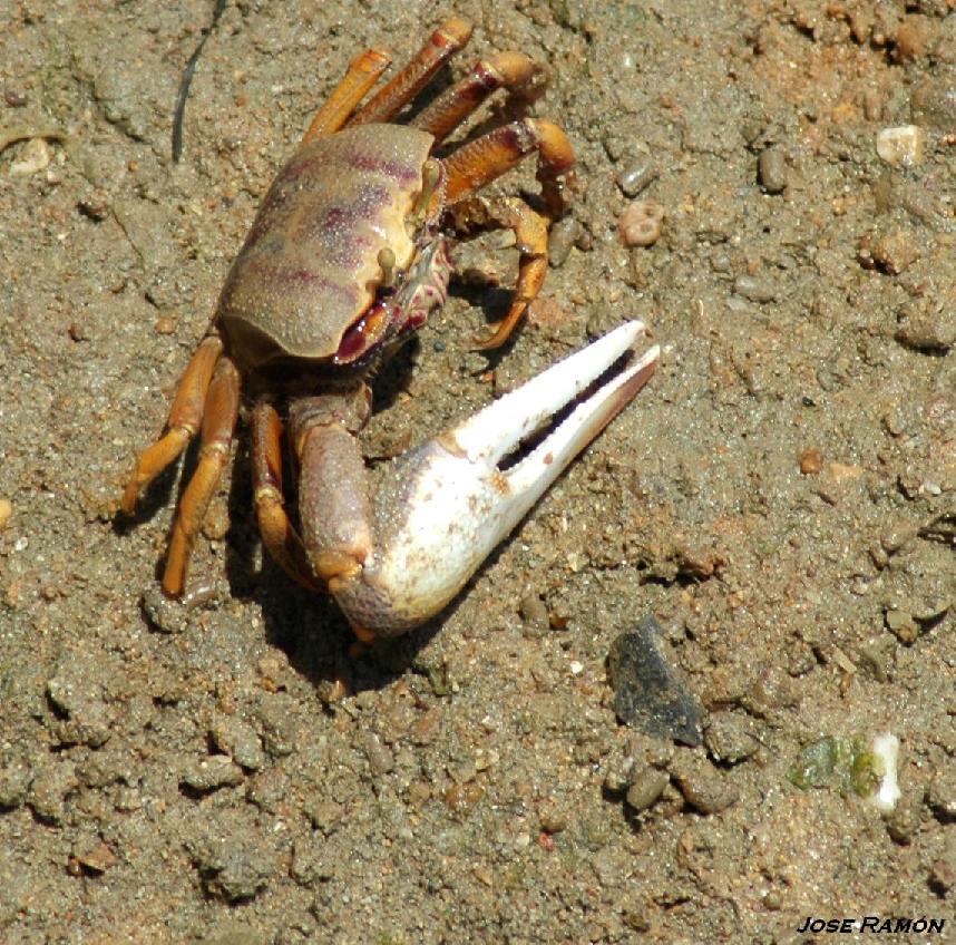 Foto de Chiclana de la Frontera (Cádiz), España