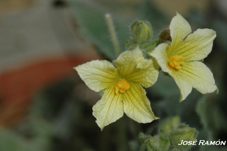 Foto de Benamahoma (Cádiz), España