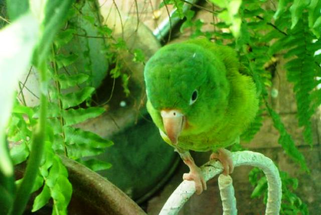 Foto de Santa Ana, El Salvador