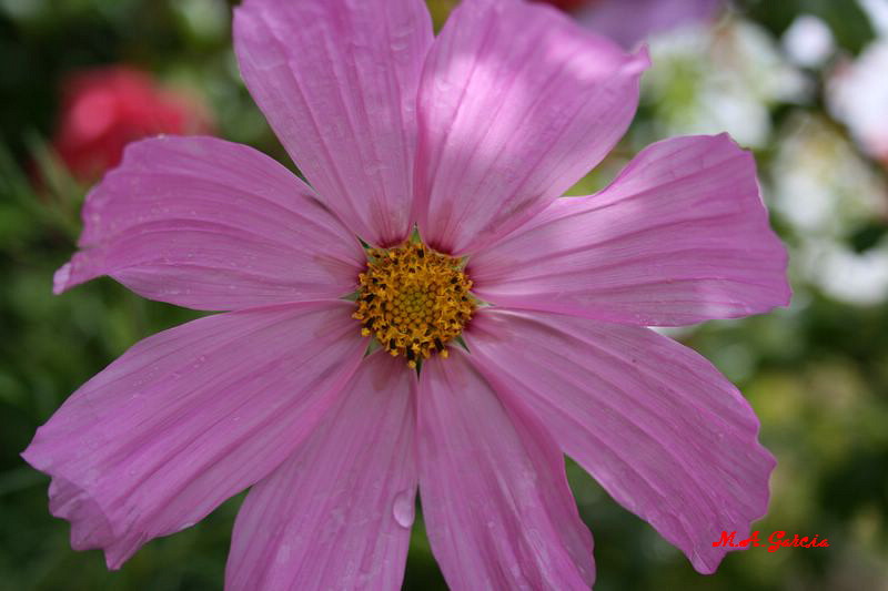 Foto de Respenda de la Peña (Palencia), España