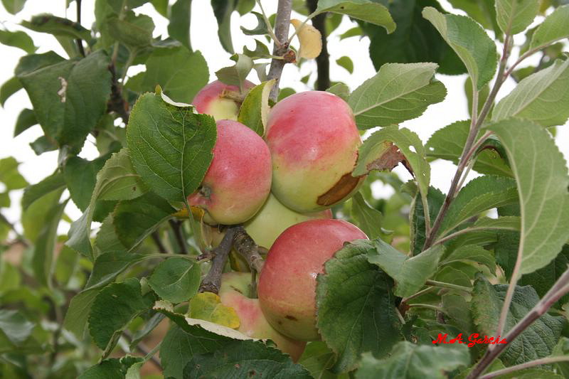 Foto de Respenda de la Peña (Palencia), España