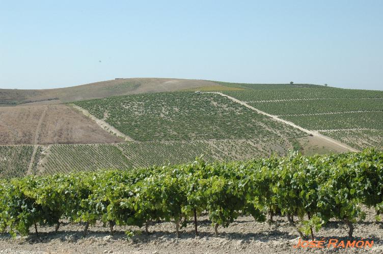 Foto de Jerez de la Frontera (Cádiz), España