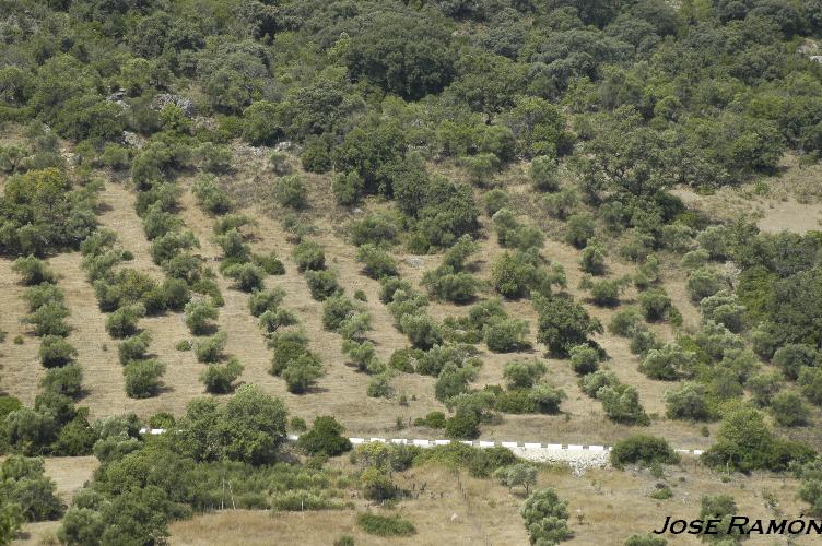 Foto de Benamahoma (Cádiz), España