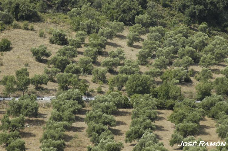 Foto de Benamahoma (Cádiz), España