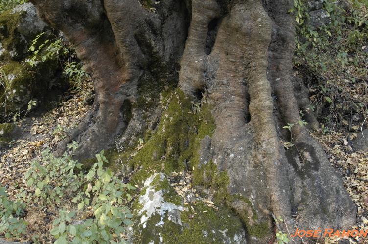 Foto de Benamahoma (Cádiz), España