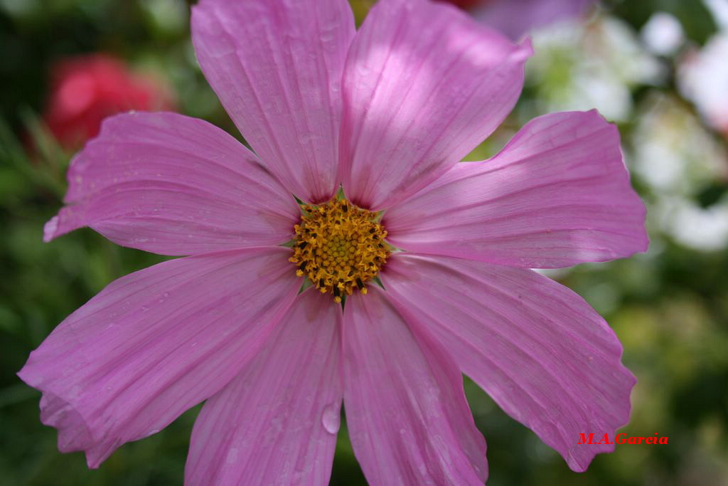 Foto de Respenda de la Peña (Soria), España