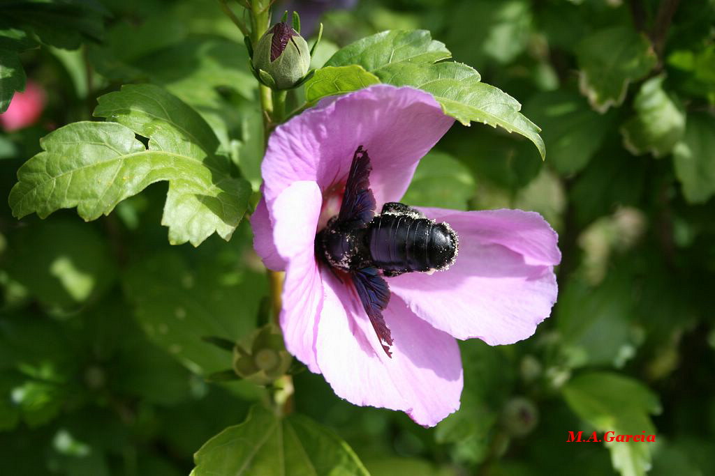 Foto de Respenda de la Peña (Soria), España