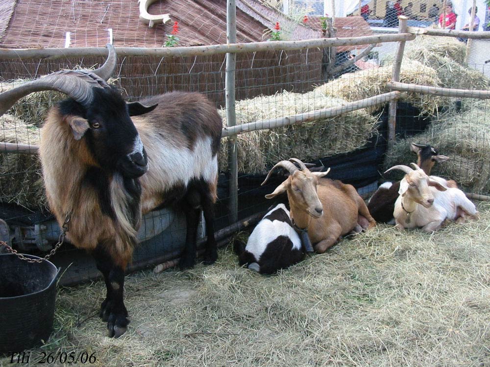 Foto de Oviedo (Asturias), España