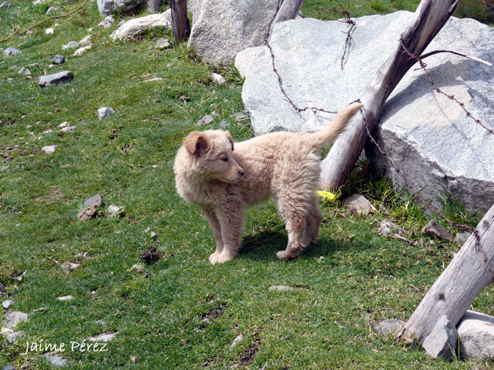 Foto de Páramo Andino, Venezuela