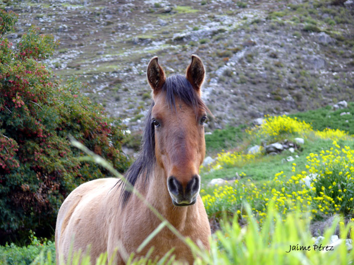 Foto de Páramo Andino, Venezuela