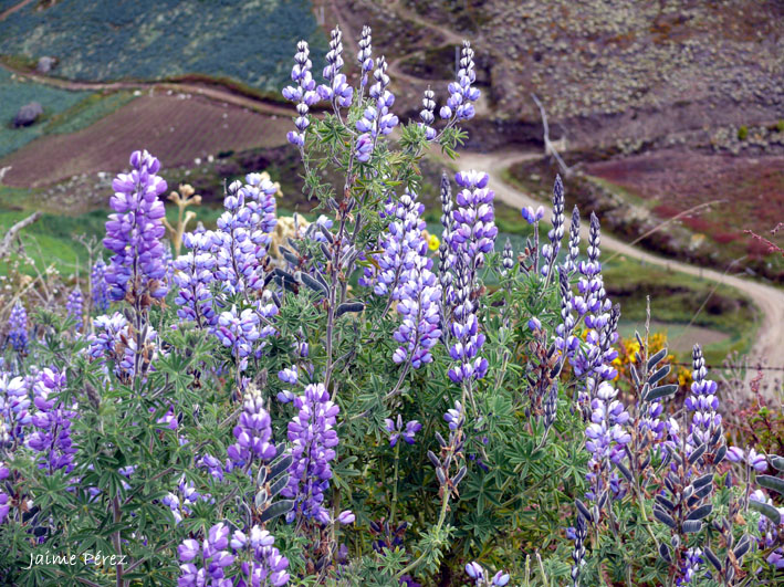 Foto de Páramo Andino, Venezuela